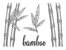 Bamboo Trees With Leaf White Silhouettes And Black Outline. Hand Drawn Design Element. Vintage Vector Engraving Illustration For Logotype, Poster, Web. Isolated On White Background