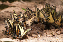 Tiger Swallowtail Butterflies Are Eating Horse Poop.