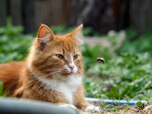 The Cat Is Watching The Flight Of The Bumblebee. Cat Large, Red And Fluffy. Conceptually - Animals Outdoor Recreation. Cat Hunts For Insects. Insect Bites And Allergies In Animals