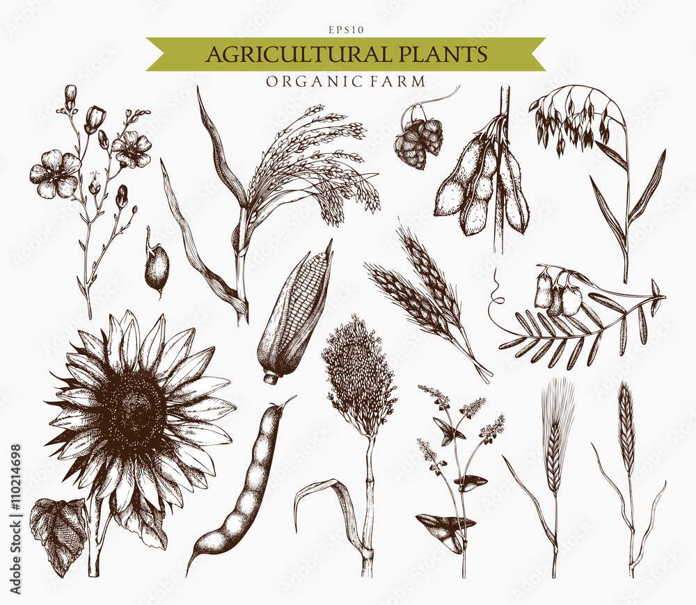 Vector collection of ink hand drawn agricultural plants sketches. Vintage  illustration with legumes, cereal crops, sunflower and flax. Farm fresh and  organic plants set. Stock Vector | Adobe Stock, image size:1000x870