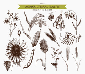 Vector collection of ink hand drawn agricultural plants sketches. Vintage illustration with legumes, cereal crops, sunflower and flax. Farm fresh and organic plants set.