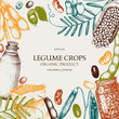 Vector colorful design with ink hand drawn legume crops sketches. Vintage illustration with legumes and legume products. Farm fresh and organic food template.