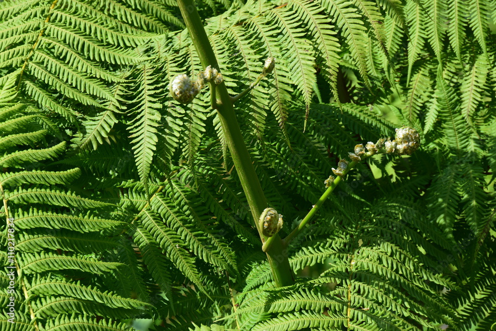 goldfruchtpalme gelb Goldfruchtpalme (Dypsis lutescens) kaufen main image 1