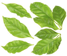 Poster - Collage of fresh green coffee leaves, isolated on white