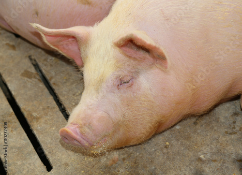 Fotografie, Tablou tired asleep pig in pig-breeding farm