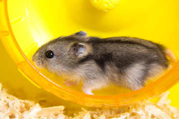 active hamster running on a wheel