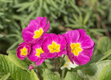 Purple Primrose Closeup