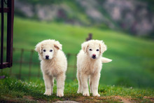 Two Puppies Of Great Pyrenean Mountain Dog Outdoors. Livestock Guardian Dog