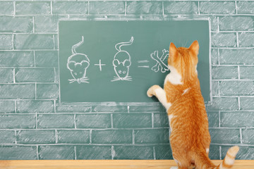 Wall Mural - Cat school