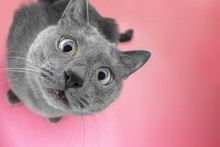 Grey Cat Sitting On The Pink Background Looking At Camera