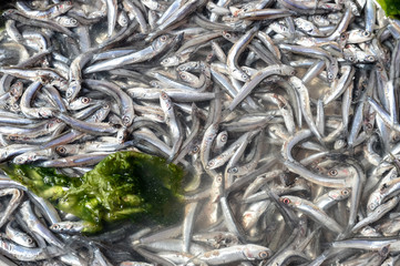 Anchovies in market