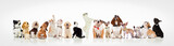 Fototapeta Psy - large group of curious dogs and cats looking up