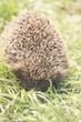 Young prickly hedgehog