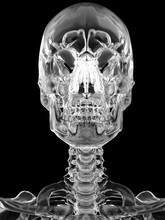 Human Skull, Illustration
