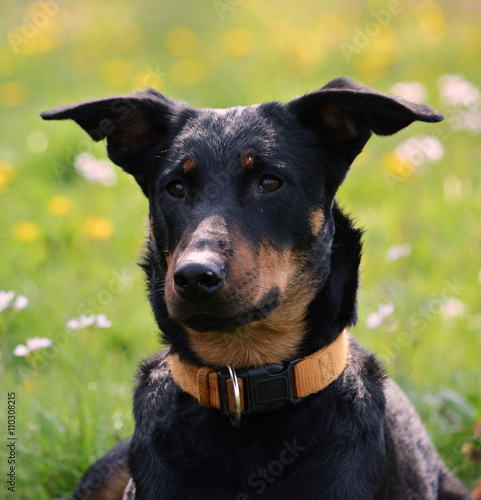 Schaferhund Dobermann Mischling Im Park Buy This Stock Photo And Explore Similar Images At Adobe Stock Adobe Stock