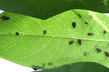 Fototapeta  - Aphids on a robinia leaf