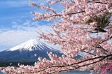 Fototapeta  - 富士山と桜