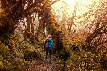 Wall Mural - Hike in Nepal jungle