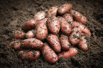 Wall Mural - Newly harvested potatoes