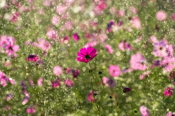 Wall Mural - Beautiful cosmos flower