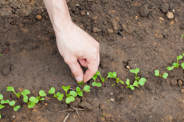 Farming. Picking radish sprouts