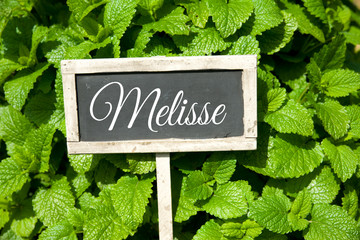 Canvas Print - Melisse