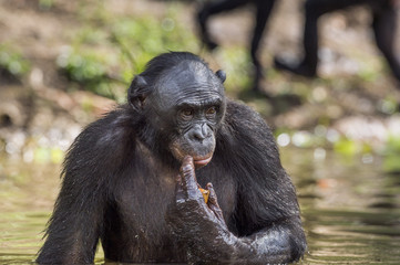  The chimpanzee Bonobo in the water. The bonobo ( Pan paniscus)