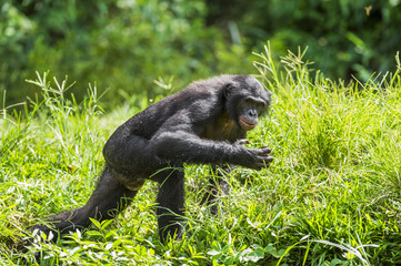Wall Mural - running male bonobo in natural habitat. green natural background. the bonobo ( pan paniscus)