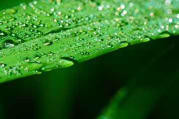  Macro photo of water drops on a green grass