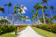 Walking Path With Palm Trees At Tropical Beach