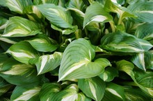 Green And White Leaves Of Hosta Plants