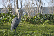 Great Blue Heron In Grass Trees In Background