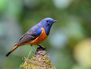 Wall Mural - Beautiful bird, Blue-fronted redstart (Phoenicurus frontalis) th