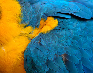  Exotic texture of Blue and Gold Macaw bird's feathers, the beaut