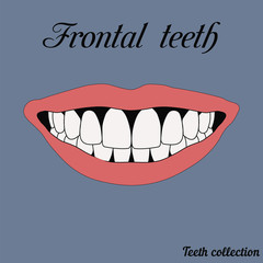 Wall Mural - Frontal teeth