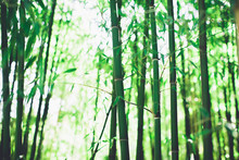 Bamboo Grove, Bamboo Forest Natural Green Background