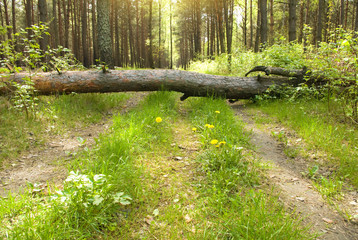 Wall Mural - road in forest