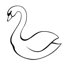 Swan Black White Bird Isolated Illustration Vector