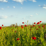 Fototapeta Kwiaty - Poppies field and sky