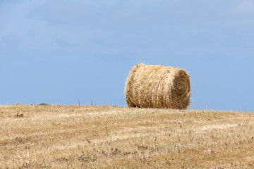 Harvest in Sardinia