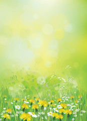 Wall Mural - vector nature background with chamomiles and dandelions.
