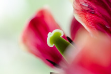 Red Tulip Macro