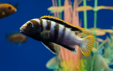 aquarium fish pseudotropheus
