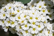 © sichkarenko_com - White Spirea Flowers On Bush At Spring