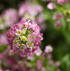 Wall Mural - Alyssum inflorescence