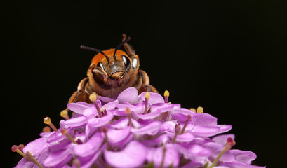 Wall Mural - Bee clean itself