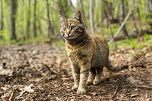 Wild Forest Cat