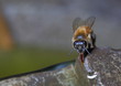 Bee drinking water