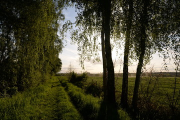 Wall Mural - Weg im Gegenlicht