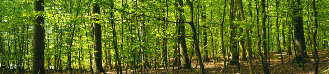 Wall Mural - beech forest scenery in panorama